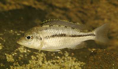 Protomelas marginatus 'Tanzania'